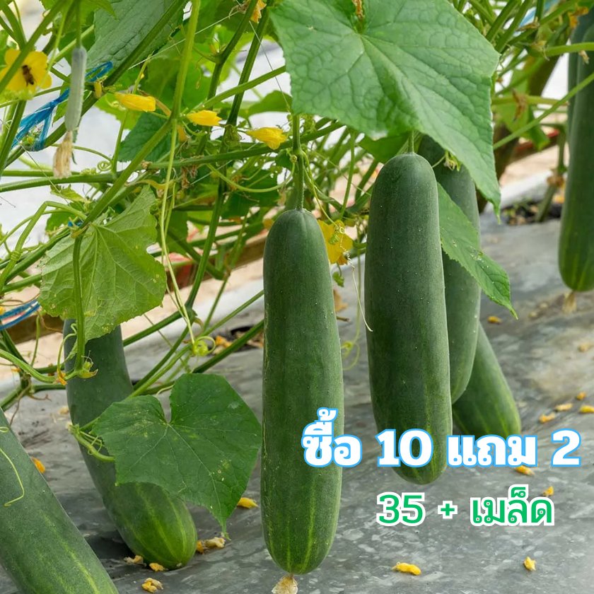 เมล็ดเเตงกวา 35+เมล็ด เมล็ดพันธุ์ แตงกวา (10 เเถม 2คละได้)