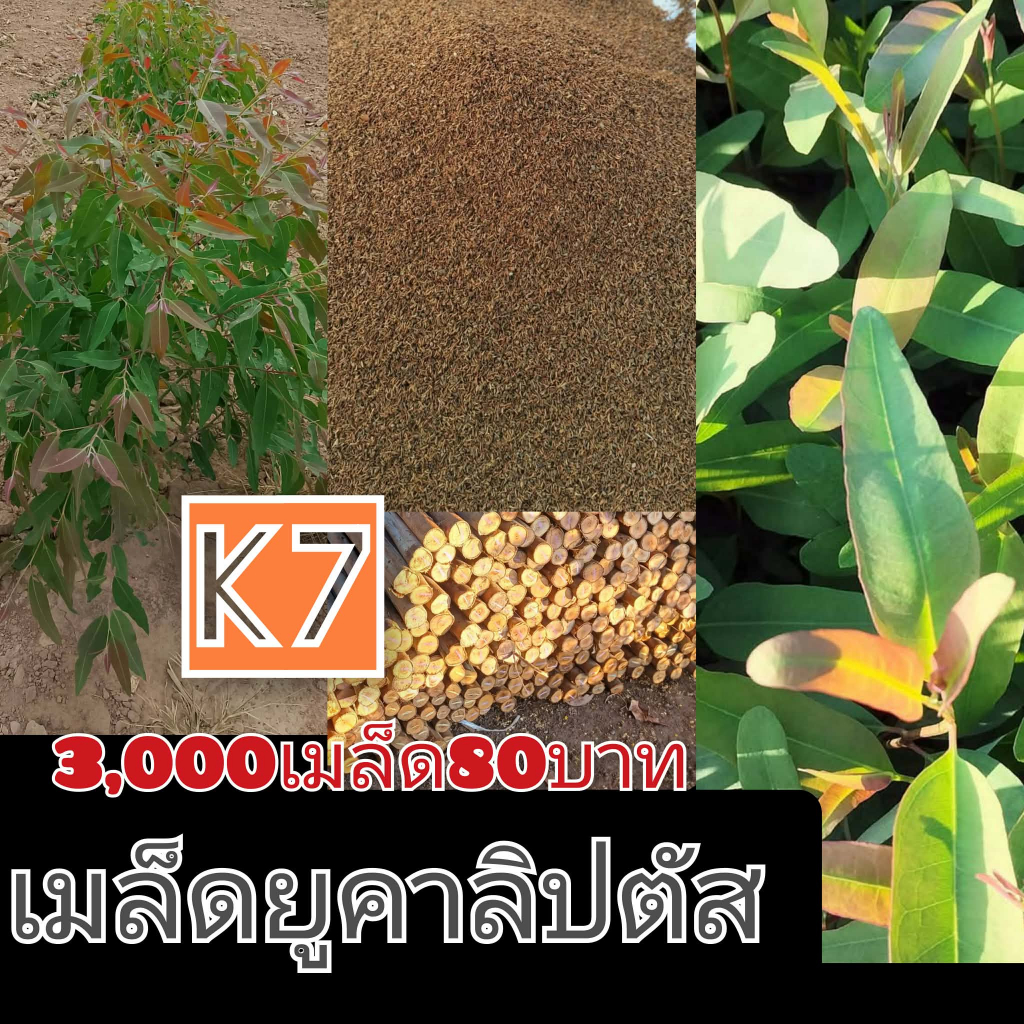 เมล็ดยูคาลิปตัสสายพันธ์ุโตเร็วนำ้หนักดี ปลูกง่าย ชุด 3000 เมล็ด ราคา 80 บาท