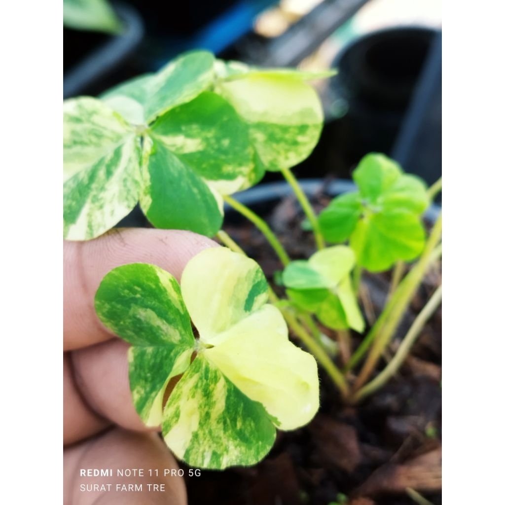 แว่นดอยด่าง Oxalis Corymbosa Var  ไม้น่าสะสม ไม้ฟอกอากาศ