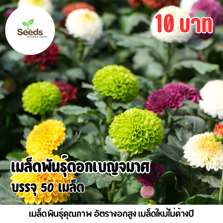 เมล็ดพันธุ์ดอกเบญจมาศ บรรจุ 50 เมล็ด