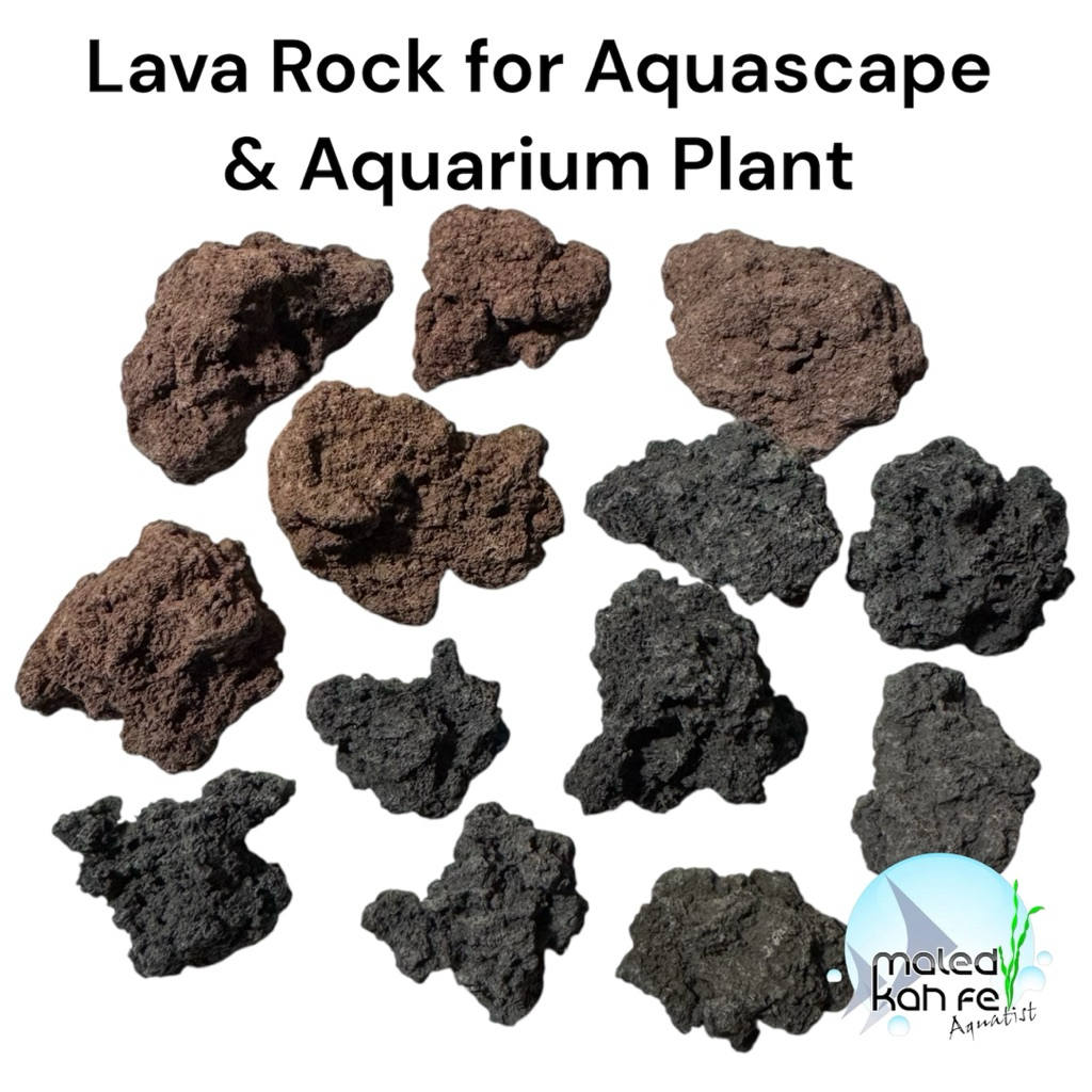 หิน ลาวา คัดเกรด Texture ภูเขาไฟ ธรรมชาติ สีดำ 2-3 ซม. / สีแดง 3-5 ซม. Lava vocanic Rock for Aquascape & Aquarium Plant