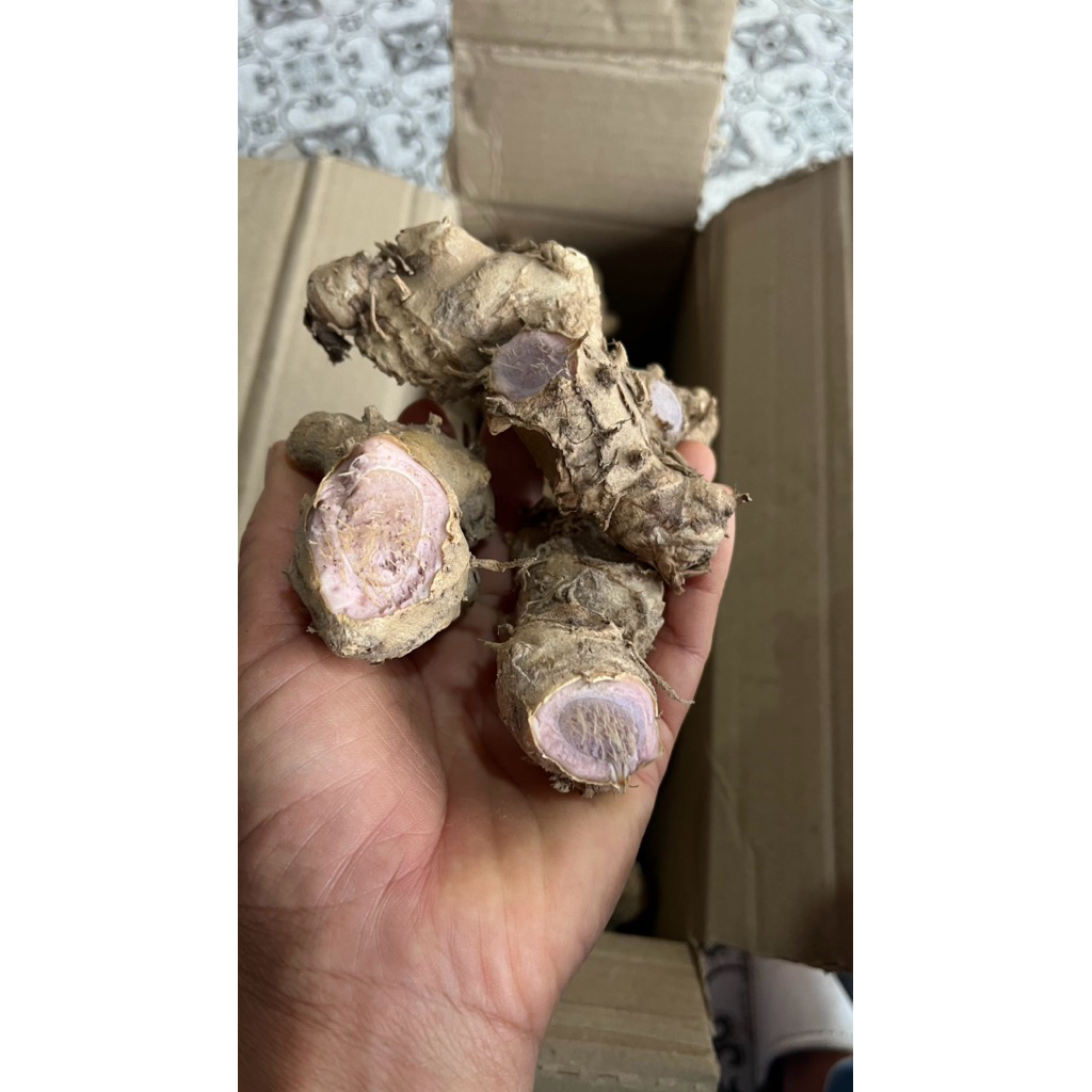 ไพลดำ ไพลม่วง ว่านไฟหัวละ 50บาท ว่านไพล ว่านไฟ