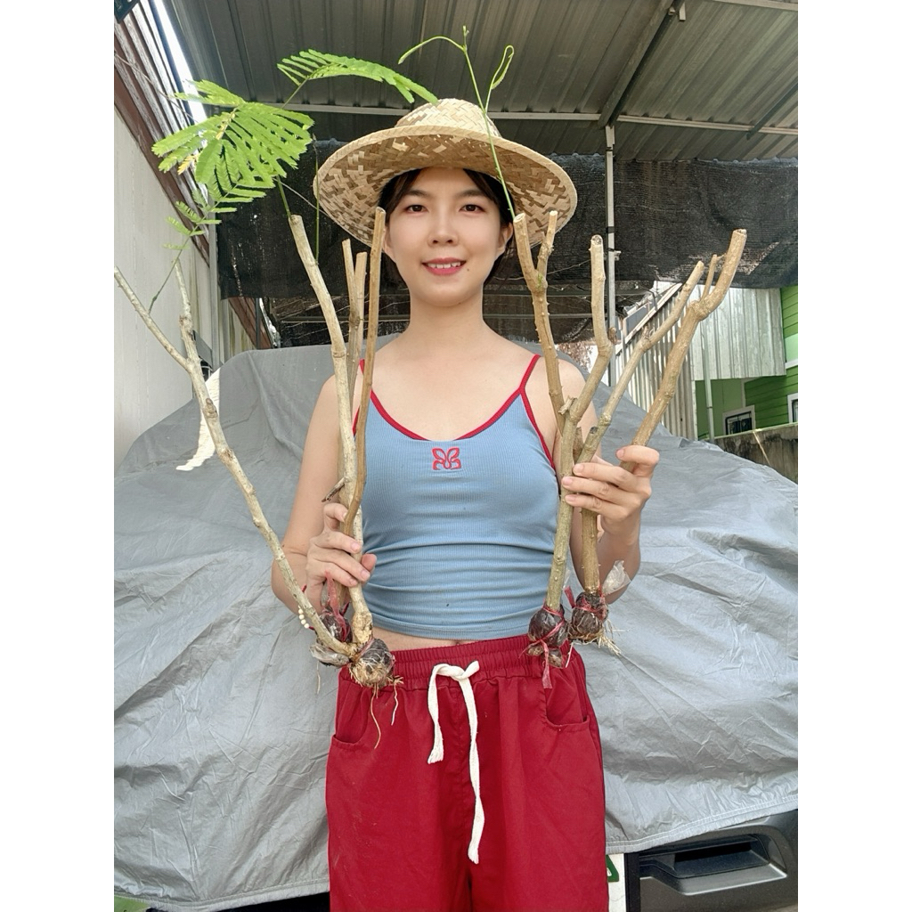 (4กิ่ง) #ชะอมหนามน้อย กลิ่นหอม สูงราว40 เซน รากแน่นพร้อมปลูกลงดิน #กิ่งชะอม #ชะอม #กิ่งตอนชะอม