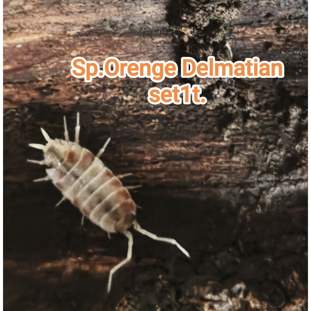 ชุดอาหารสัตว์isopod Orenge Delmatian 1ต.