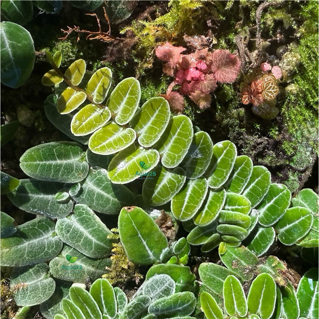 ต้นไม้ชื้นจัดตู้ เทอร์ราเรี่ยม Marcgravia Umbellata (ตัดสด) ลายเส้นขาวสวยๆ