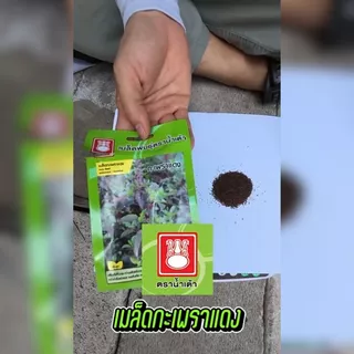 เมล็ดพันธุ์กะเพราแดง ตราน้ำเต้า