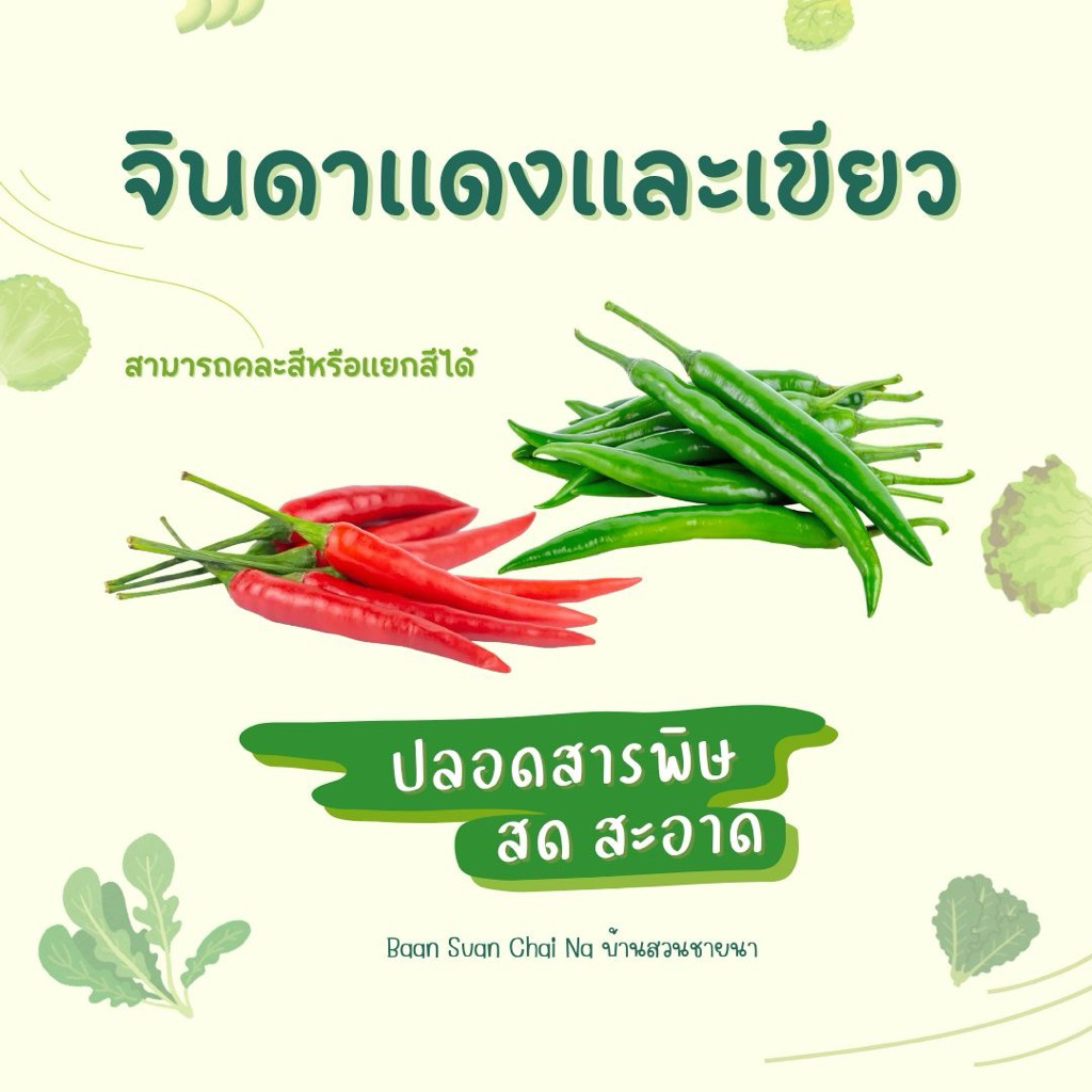 พริกจินดาแดง&เขียว พร้อมส่ง ขายเป็นกิโล ปลอดสารพิษ จากสวนที่บ้าน