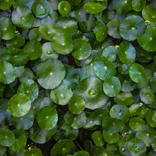 ผงใบบัวบก 100% (Gotu Kola Powder) ขนาด 100 กรัม ช่วยลดอาการฟกช้ำและบำรุงร่างกาย