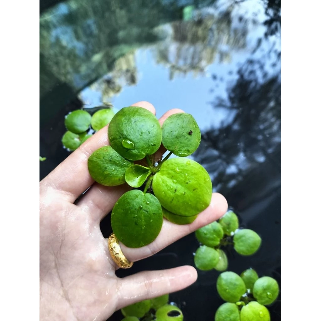 🌿 จอกญี่ปุ่นแคระแท้ 100% ใบจิ๋วขนาด 2 cm. (Japanese Frogbit) 🌿