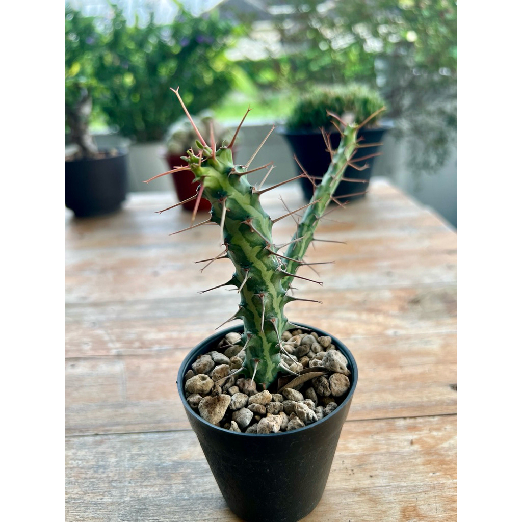 Euphorbia schizacantha