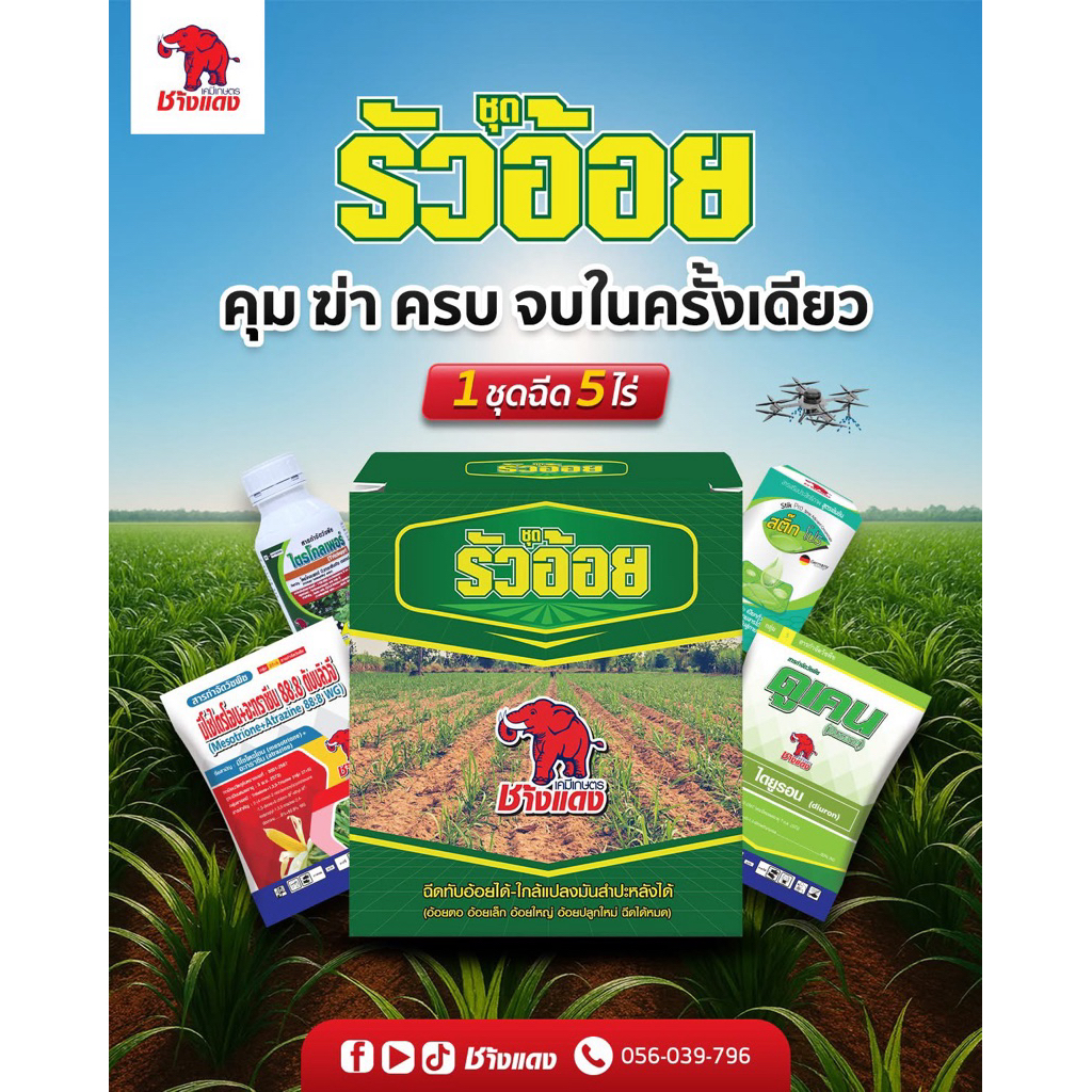 รัวอ้อย ช้างแดง ยาฆ่าหญ้าในป่าอ้อย อ้อยตอ อ้อยปลูกใหม่ อ้อยเล็ก อ้อยใหญ่ฉีดได้หมดฉีดทับอ้อยได้ใกล้แปลงมันได้5ไร่ดินเปียก