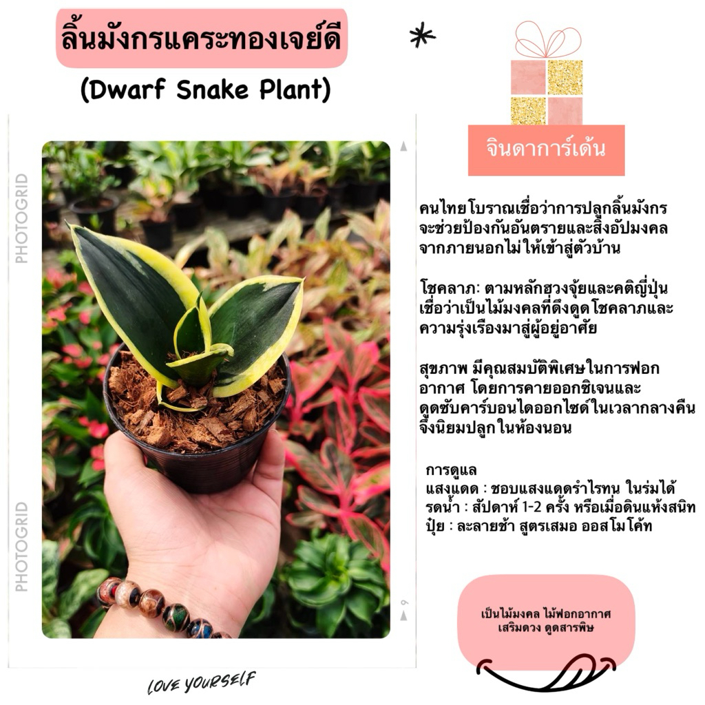 ลิ้นมังกรแคระ 4“(ฟอร์มแน่น) ต้นไม้มงคลไม้ฟอกอากาศ เสริมดวงโชคลาภ ต้นจริงสวยมาก