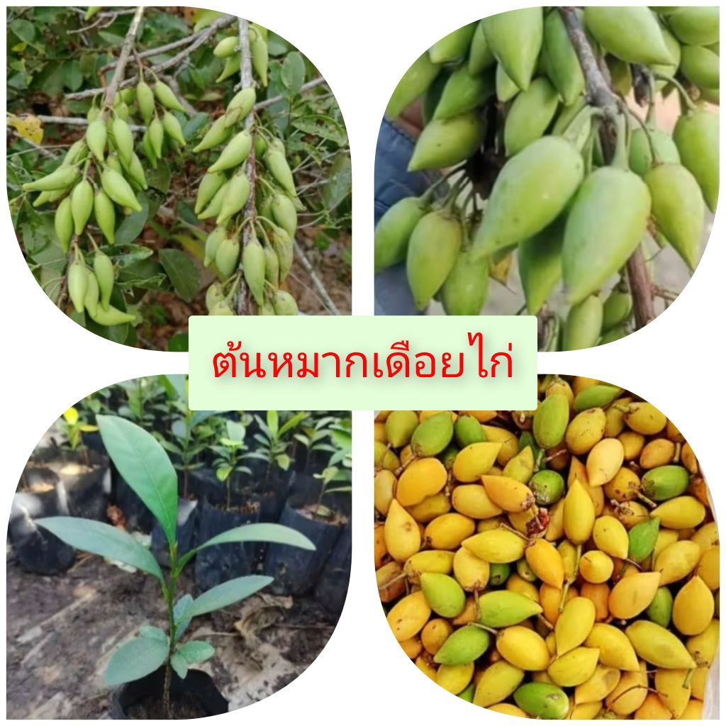 ต้นเดือยไก่หรือหมากเดือยไก่ต้นพันธุ์พร้อมปลูก