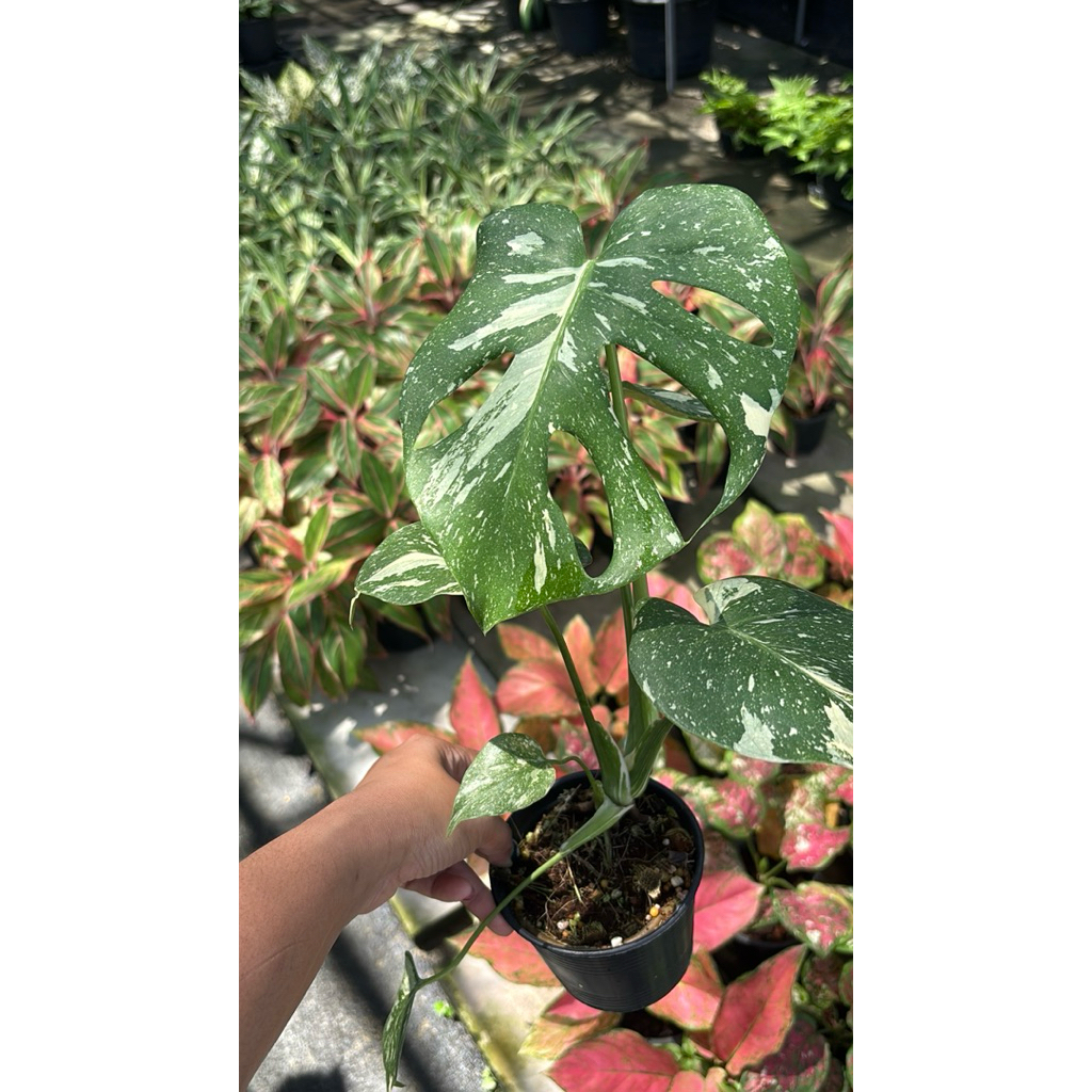 มอนสเตอร่า ไทคอน (Monstera Thai Constellation) ซึ่งเป็นไม้ใบด่างยอดนิยม กระถาง3-5นิ้ว20-30cm