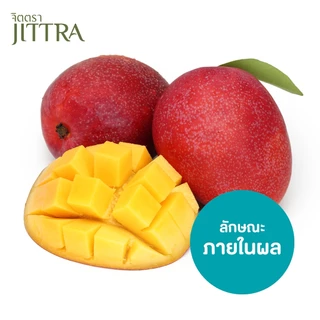 จิตตรา ต้นพันธุ์มะม่วงไข่พระอาทิตย์ เออร์วิน ไทโยโนทามาโกะ เสียบยอดสูง 60-80 ซม. โตไว ให้ผลเร็ว
