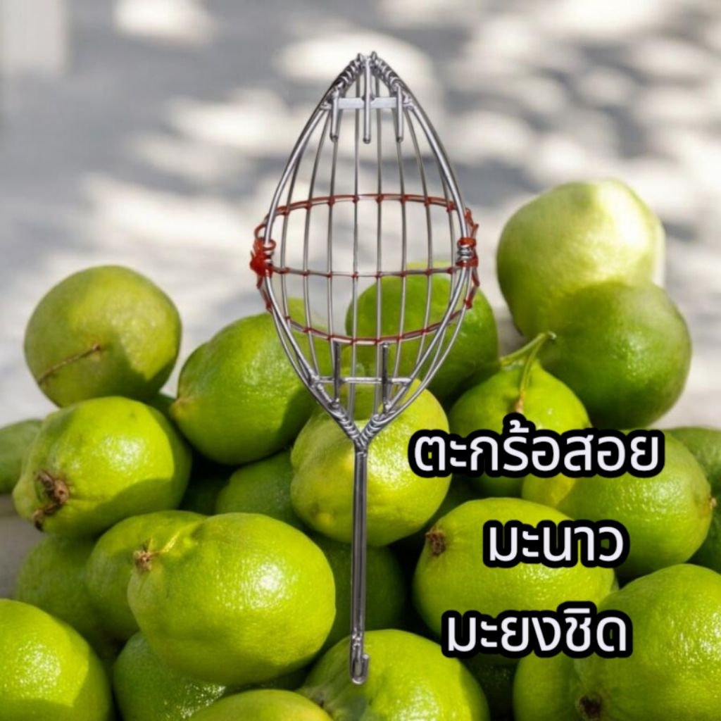ตะกร้อ ตะกร้อสอยมะนาว มะยงชิด ตะกร้อสอยผลไม้