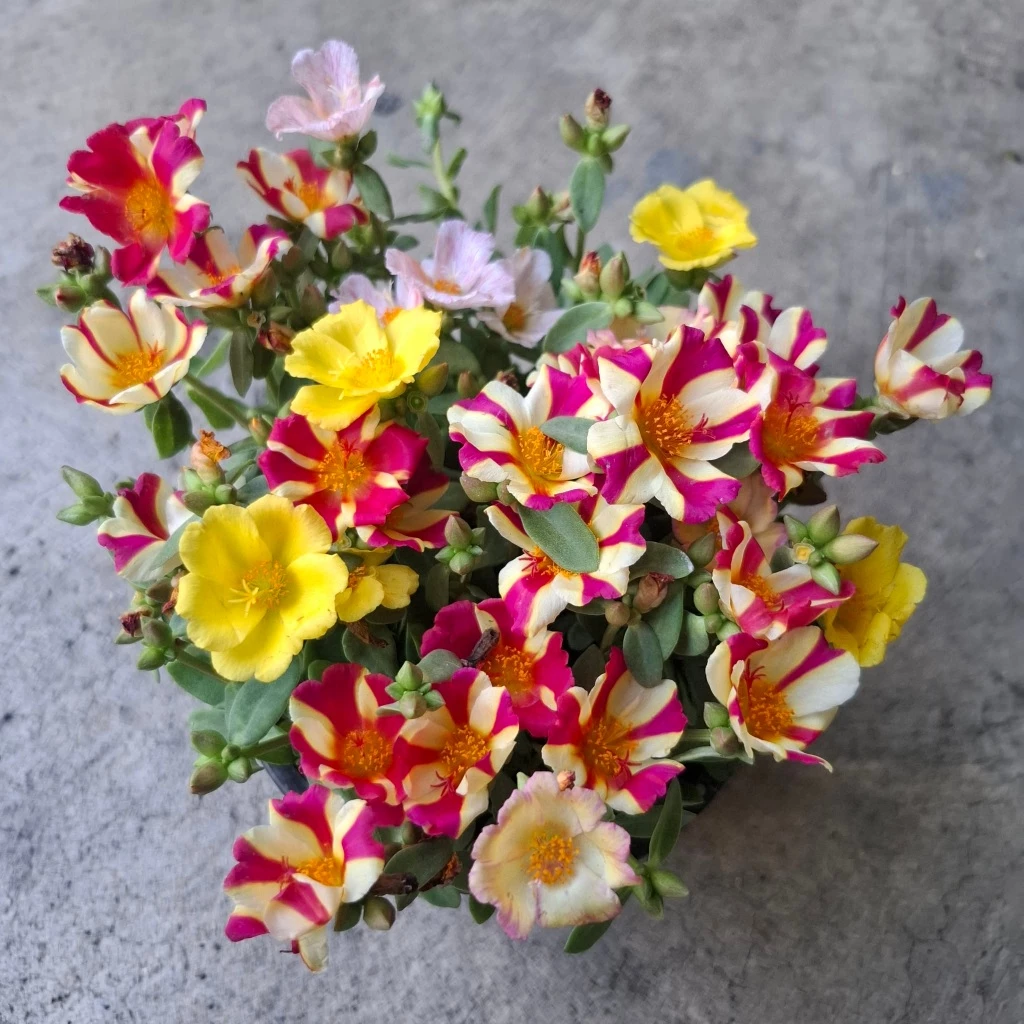 กิ่งละ 1 บาท กิ่งชำ ไม้ดอก คุณนายตื่นสาย ไม้ดอกMoss Rose , Sun Plant