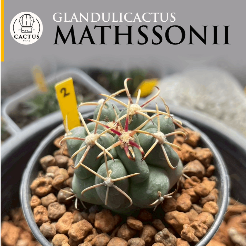 🦖Glandulicactus mathssonii🦖 ไม้เมล็ด กระถาง 2.5 // 3 นิ้ว