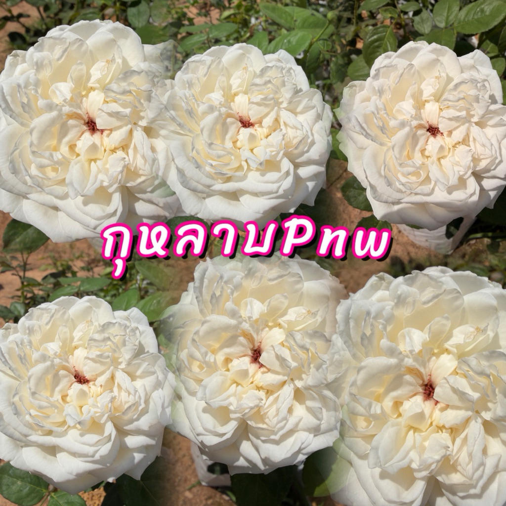 กุหลาบ PNW ดอกสีขาวบริสุทธิ์ ทรงถ้วยฟูขนาดใหญ่มีกลิ่นหอมแรงและดกตลอดปี