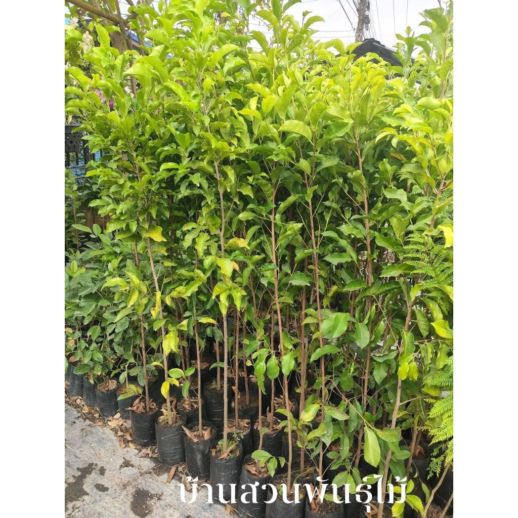 ต้นพิกุลทอง ต้นเพาะเมล็ด สูง 1.6-1.9 เมตร