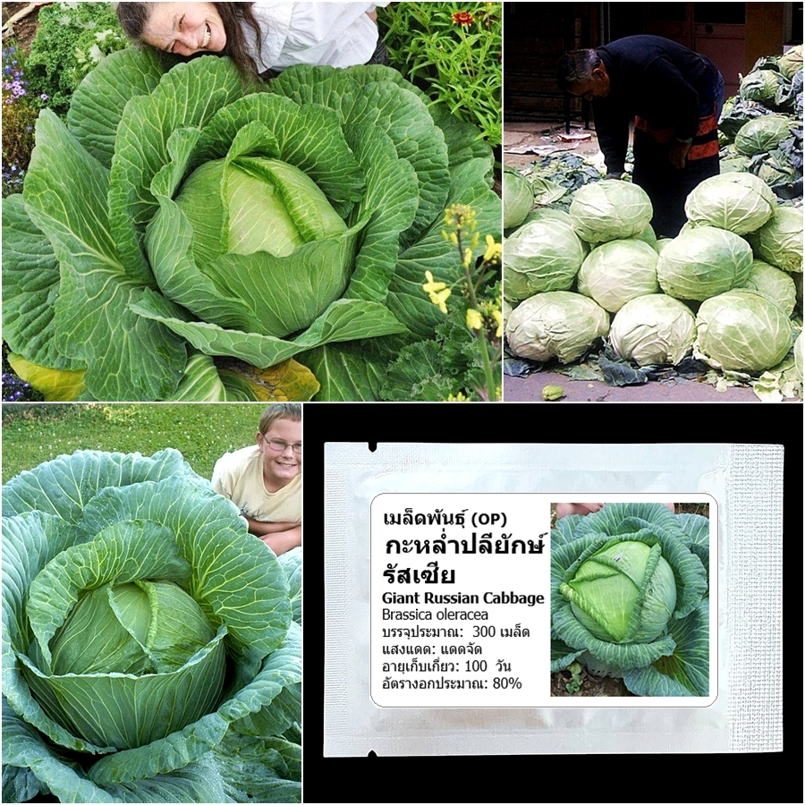 เมล็ดพันธุ์ กะหล่ำปลียักษ์ รัสเซีย Giant Russian Cabbage Seed บรรจุ 300 เมล็ด คุณภาพดี ของแท้ 100%
