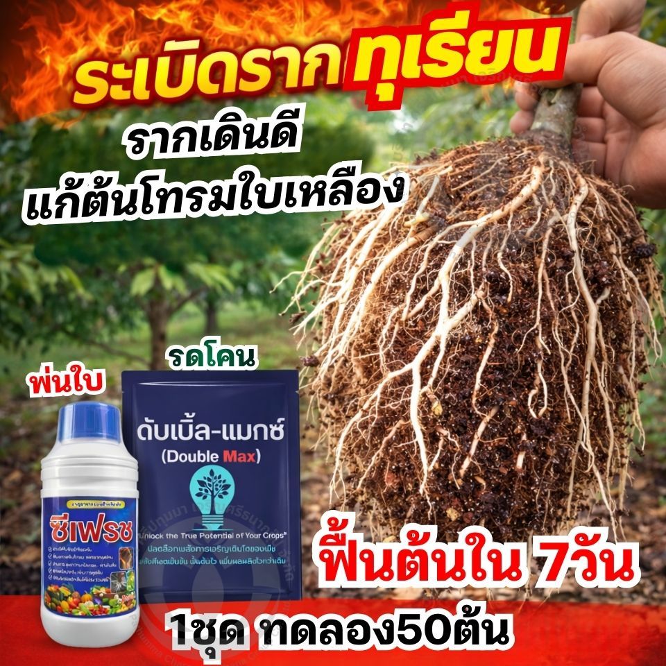 สูตรฟื้นต้นโทรม ระเบิดราก แตกยอดไว! ชุดคู่ ดับเบิ้ล-แมกซ์ + ซีเฟรชฟื้นต้นโทรม ใบเหลืองให้กลับมาเขียว ✔ กระตุ้นยอดใหม่