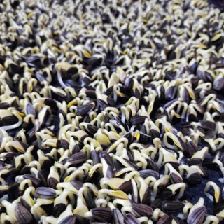 เมล็ดทานตะวัน (สำหรับปลูกต้นอ่อน 1 Kg)