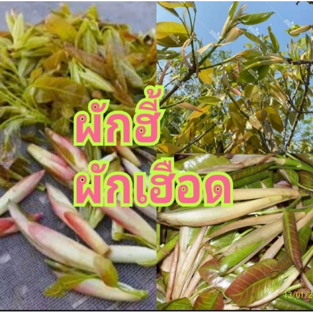 ต้นผักฮี้หรือผักเฮือดผักพื้นบ้านต้นปักชำแข็งแรงร่างเดินดีพร้อมปลูกสูงประมาณ 30 ซม