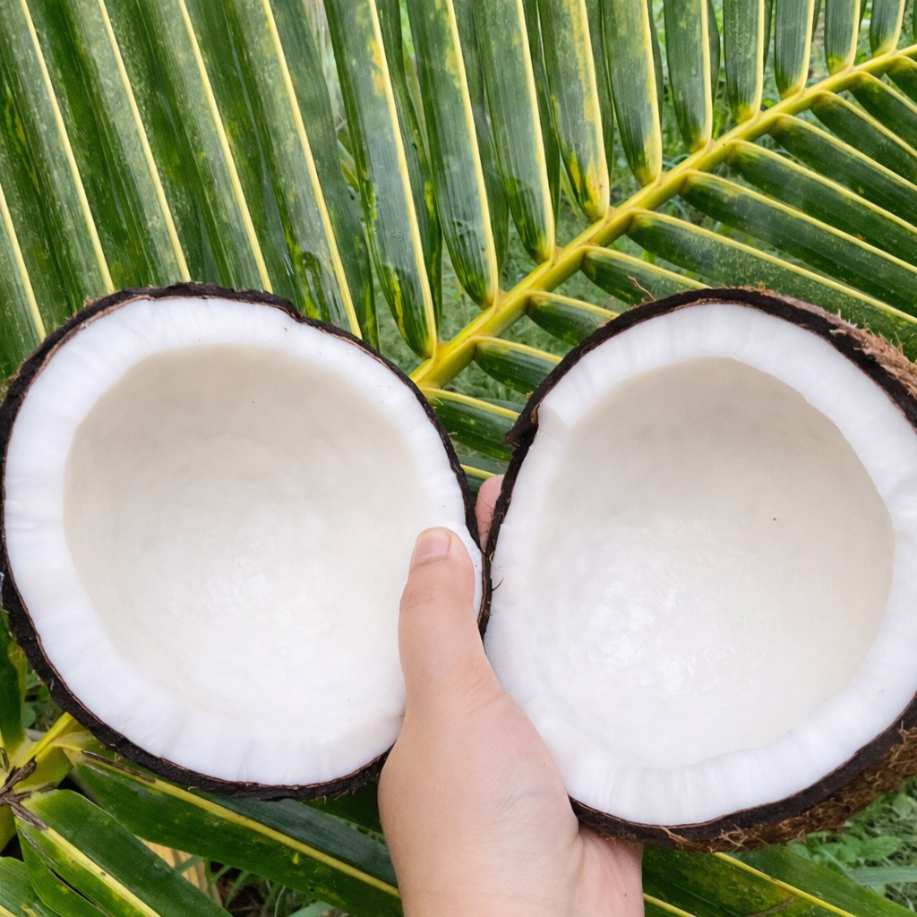 🥥 มะพร้าวแก่คั่นกะทิลูกใหญ่ 1-1.5kg.ทุกลูก(น้ำหนักที่ปลอกแล้ว) “แก่จัด+เนื้อหนา+น้ำหวาน+บางลูกมีจาว”