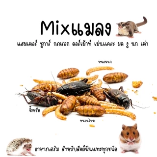 Mix แมลงอบเเห้ง แมลงรวม อาหารเเฮมเตอร์ ชูการ์ เม่นเเคระ กระรอก กิ้งก่า แพรี่ด๊อก เเละสัตว์อื่นๆ (แบ่งขายกะปุกทดลอง)