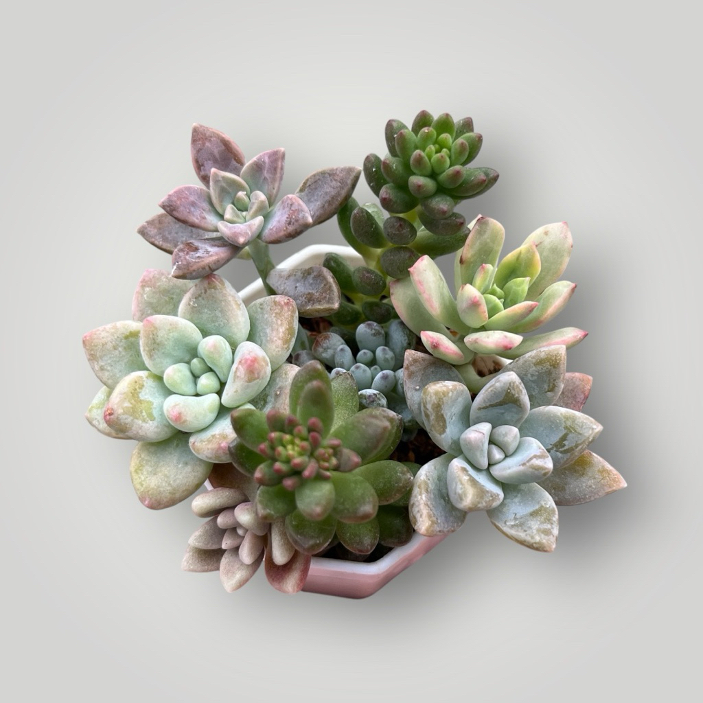 Succulent mix 2“ ไม้อวบนำ้ กุหลาบหิน ไม้รวมสวยๆน่ารักๆในกระถาง 2 นิัว