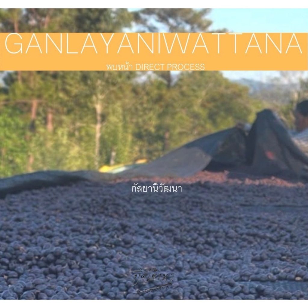 พบหน้า เมล็ดกาแฟ กัลยานิวัฒนา GALAYANIWATTANA