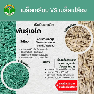 เมล็ดพันธุ์ผักสลัด กรีนปัตตาเวีย พันธุ์เจได ( ขนาด 0.5 กรัม ) ( เมล็ดเปลือย ) รหัสสินค้า 3028