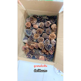 ลูกสน ลับฟันสัตว์ฟันแทะทุกชนิด