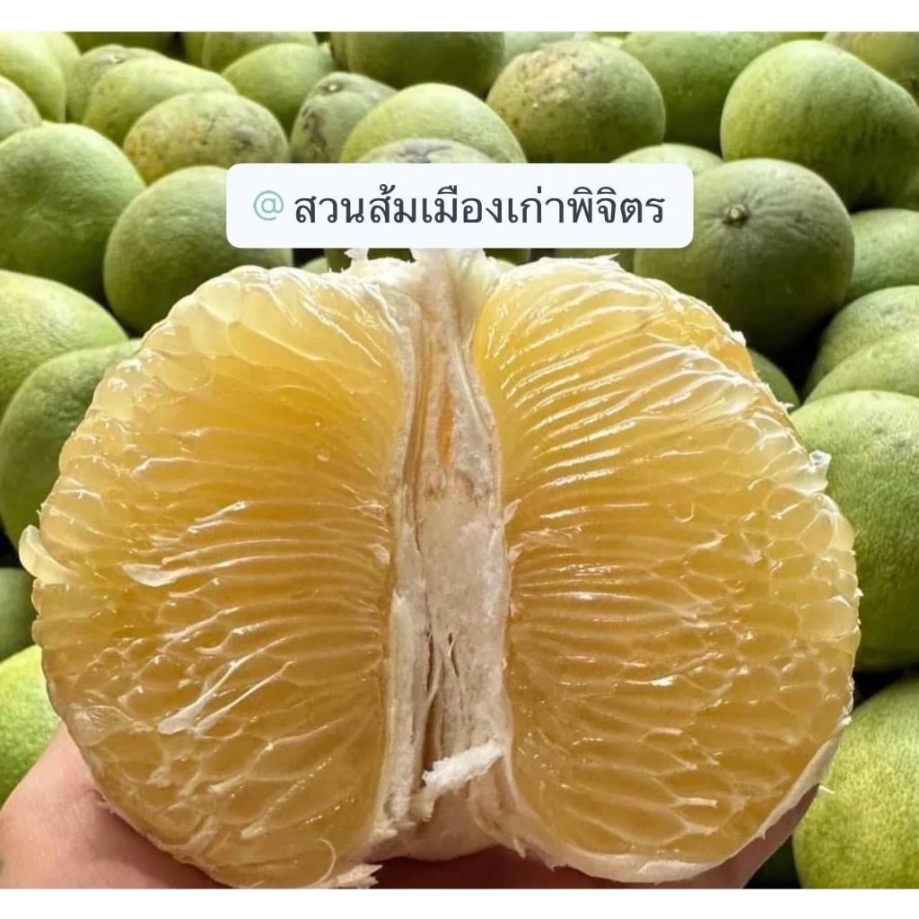 [ 1 ลูก ] ส้มโอขาวน้ำผึ้ง ส้มโอสด น้ำหนัก 1.1-1.5 ต่อลูก ผลไม้สด เนื้อแน่น หวาน ไม่ขม พร้อมส่ง