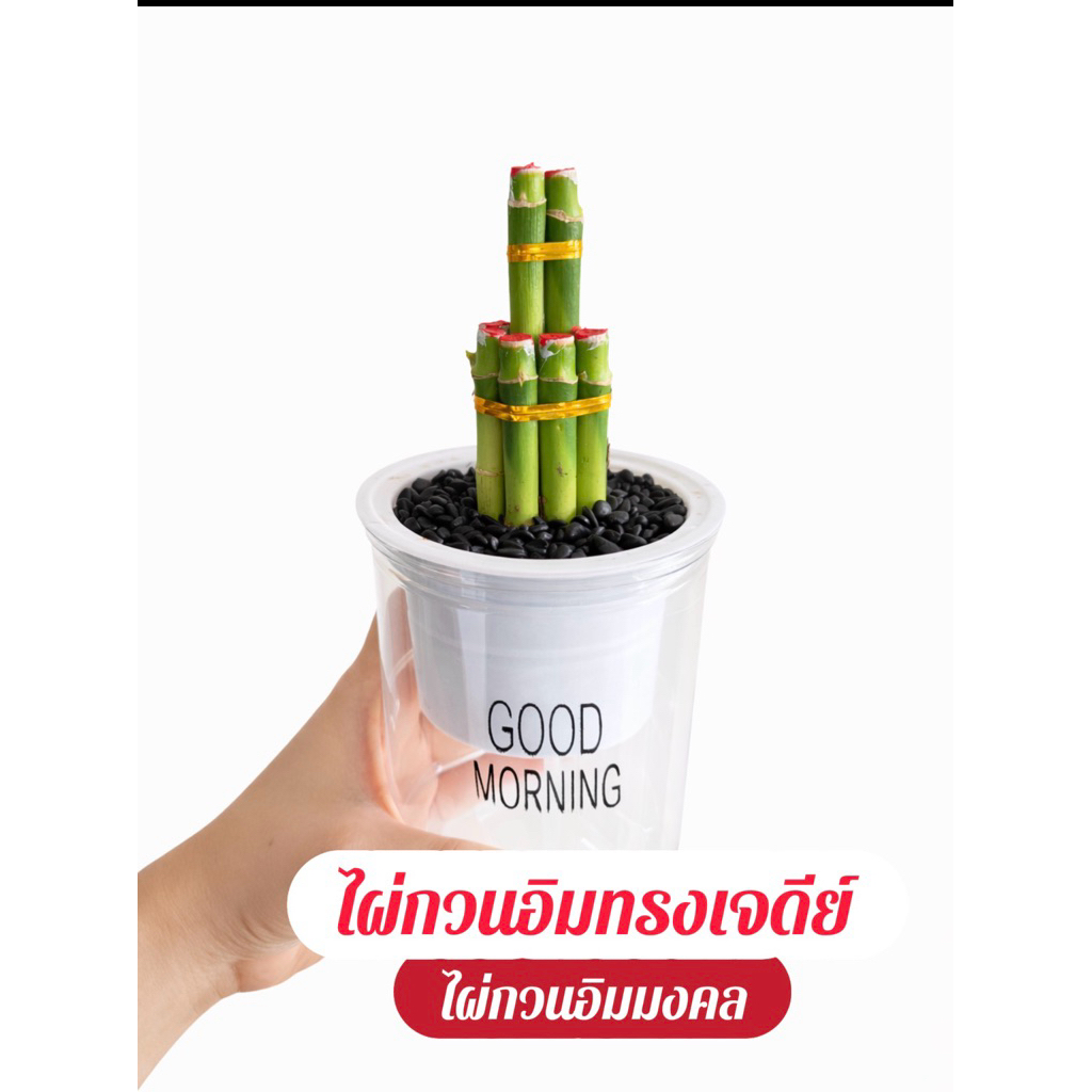 ไผ่กวนอิมมงคล+หินดำบาหลี+ กระถางรดน้ำอัตโนมมัติ +ปุ๋ยฟรี