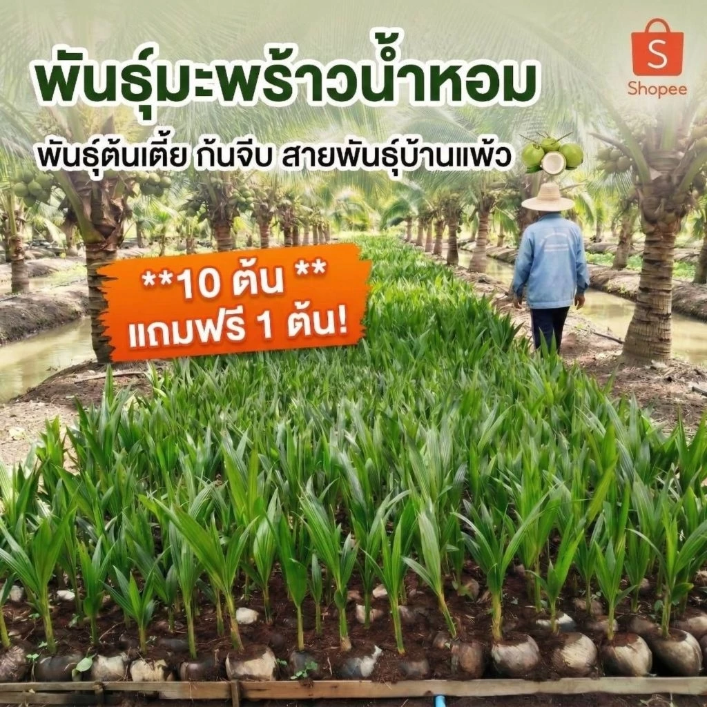 #พันธุ์มะพร้าวน้ำหอม (ชุด 10 แถมฟรี 1 ต้น) พันธุ์ก้นจีบ ต้นเตี้ย บ้านแพ้ว รสชาติน้ำหอมหวานใบเตย ขนาดลำต้นยาว 25-40 ซม.