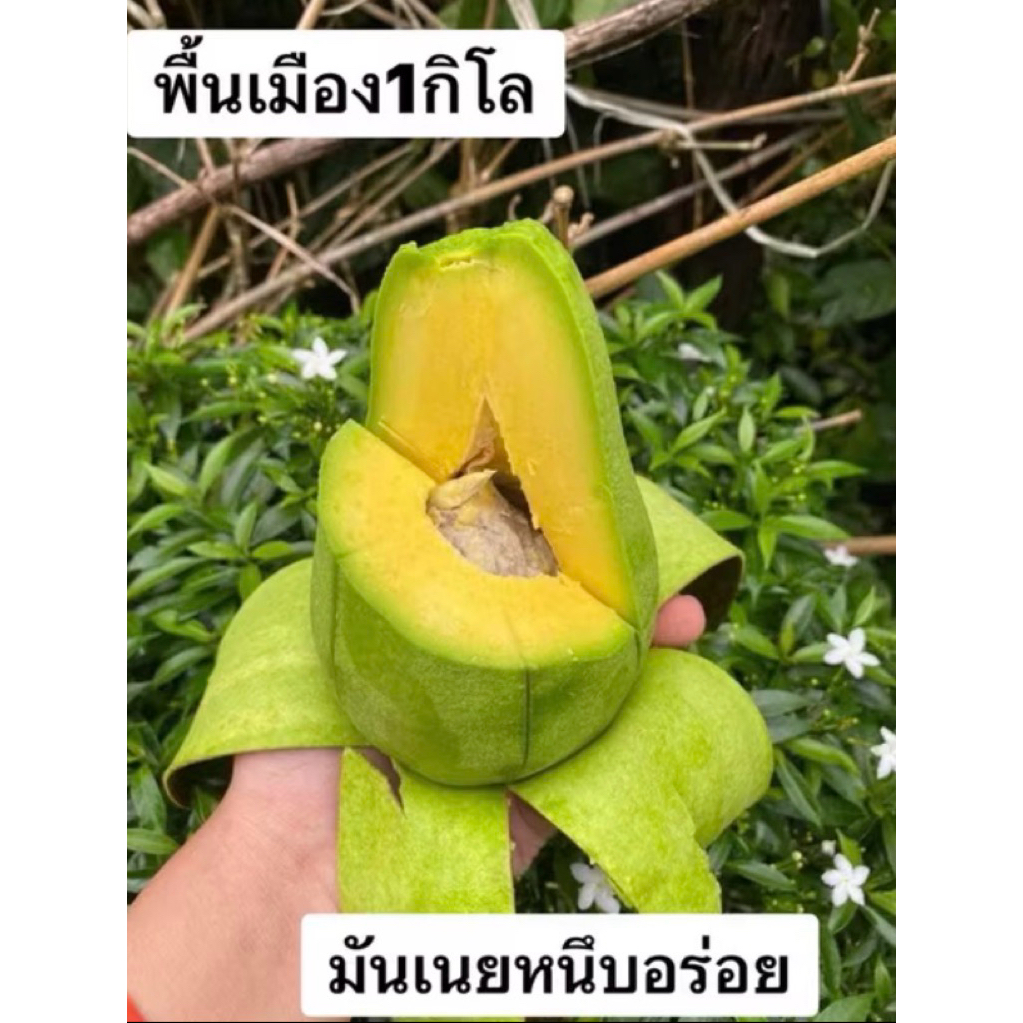 #Fifashope #อะโวคาโด้ พื้นเมืองไทยแสนอร่อยมันเนยหนึบ