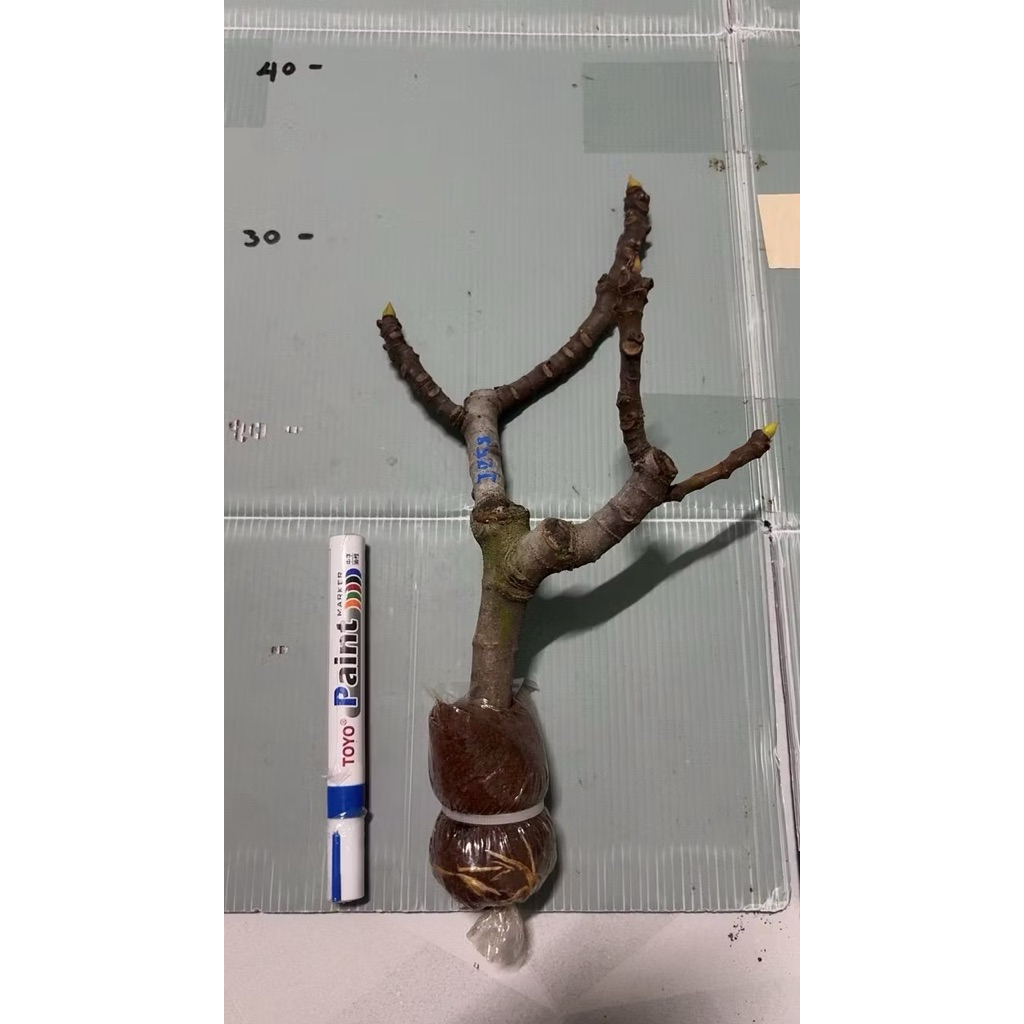 กิ่งตอน มะเดื่อฝรั่ง Fig พันธุ์ I258