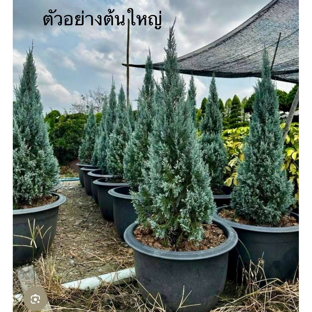 สนบลูสูง60-70cmความเชื่อว่าเป็นไม้มงคล สื่อถึงความมั่นคงและความเข้มแข็ง ช่วยเสริมพลังชีวิตและโชคลาภให้กับผู้อยู่อาศัย