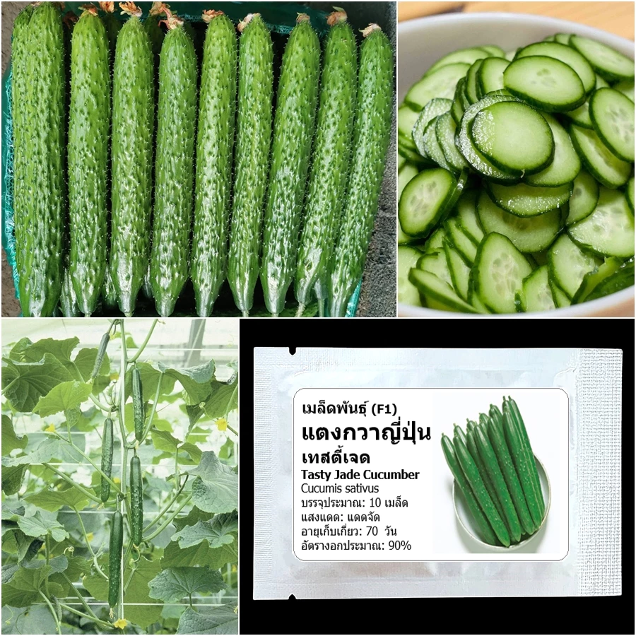 เมล็ดพันธุ์ แตงกวาญี่ปุ่น เทสตี้เจด Tasty Jade F1 Cucumber Seed บรรจุ 10 เมล็ด คุณภาพดี ของแท้ 100%