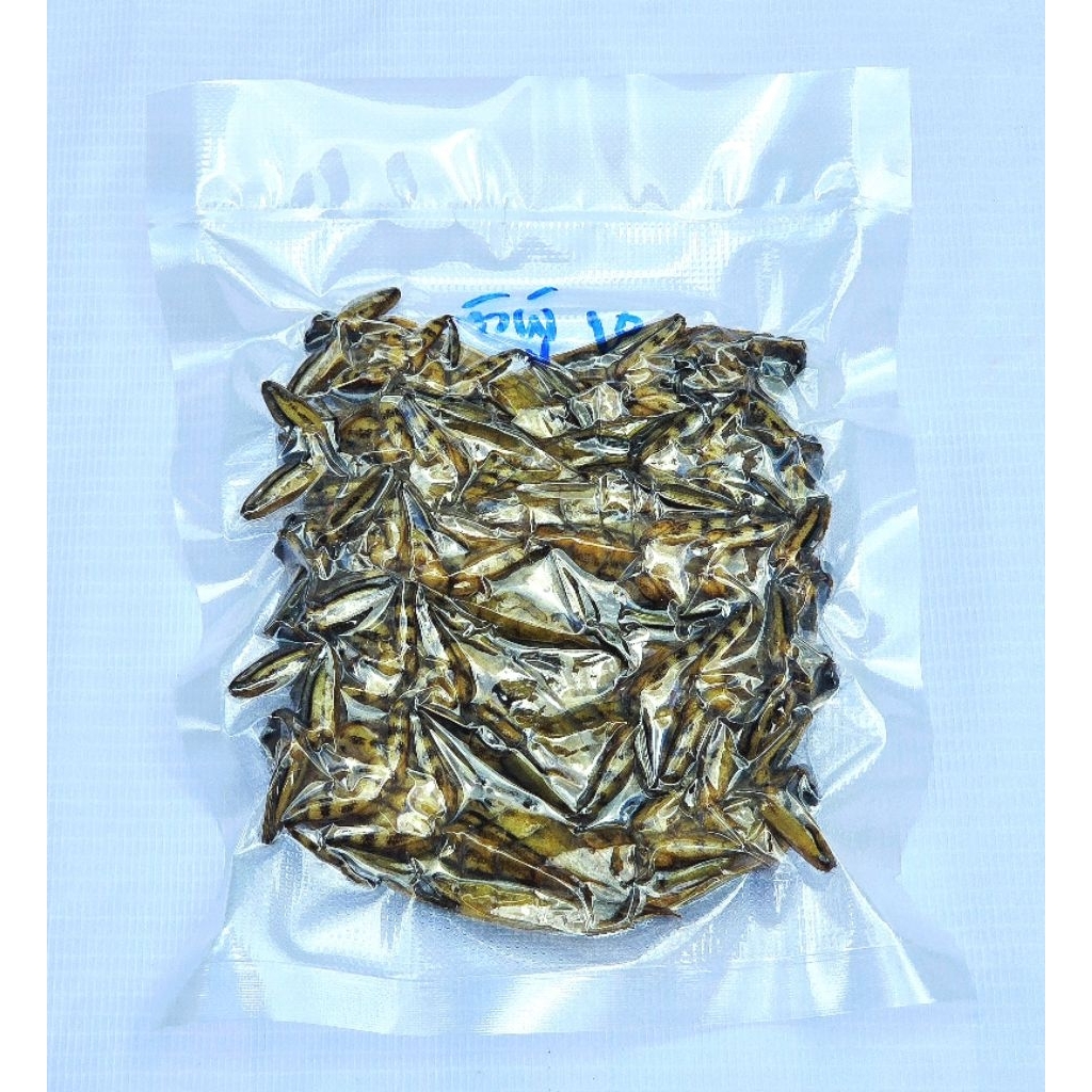 แมงดานาธรรมชาติ💯 แมงดานาตัวผู้ แมงดานาตัวเมีย