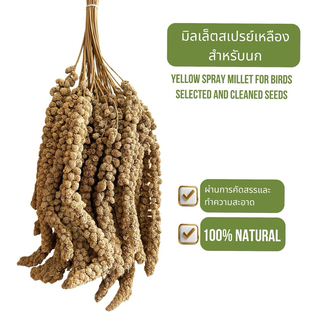 COD อาหารนก มิลเล็ตสเปรย์(Spray Millet) มิลเบ็ตสเปรย์แดง ใหม่ แห้ง สะอาด สำหรับนกทุกสายพันธุ์