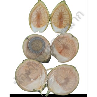 หมากอ่อน1กิโลกรัม ประมาณ25-30ลูก ตัดใหม่ แถมฟรีทุกออเดอร์