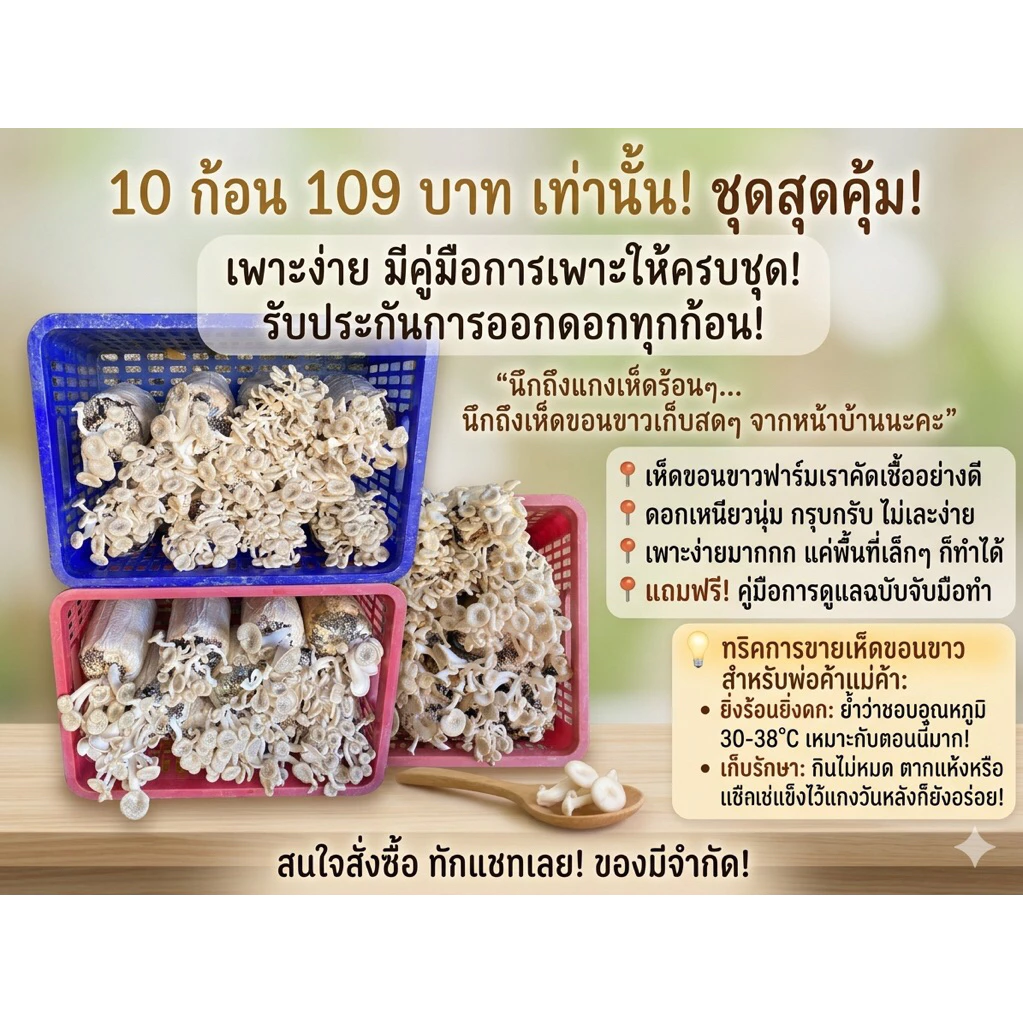 ก้อนเชื้อเห็ดขอนขาว 10ก้อน รับประกันการออกดอก เชื้อเจ้าดัง
