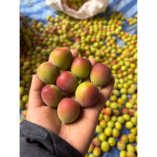 บ๊วยแก้มแดงสดจากสวนออแกนิก3โล300