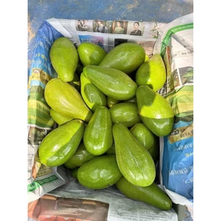 🥑ขายเป็นลูก อโวคาโด พื้นเมือง หนียวมันอร่อย ขายเป็นลูก