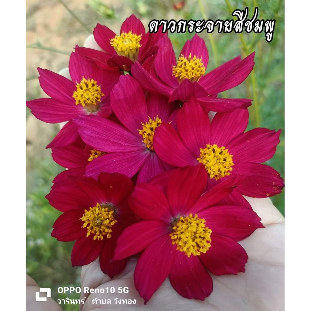 ดาวกระจาย 4 สี เมล็ดพันธุ์เก็บใหม่ไม่ค้างปีอัตราการงอกสูง 90-99%