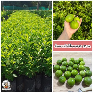 ต้นมะนาวแป้นรำไพ ต้นตอนลงถุงชำ ( ไม่ใช่เพาะเมล็ด ) พร้อมปลูก…