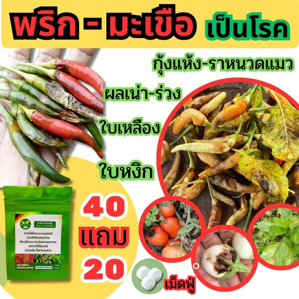 ดี-ไวท์ เม็ดฟู่เทพ กำจัดโรคพืช เชื้อรา แบคทีเรีย โรครากเน่า โคนเน่า โรคพืชทุกชนิด >40 แถม 20 เม็ด<